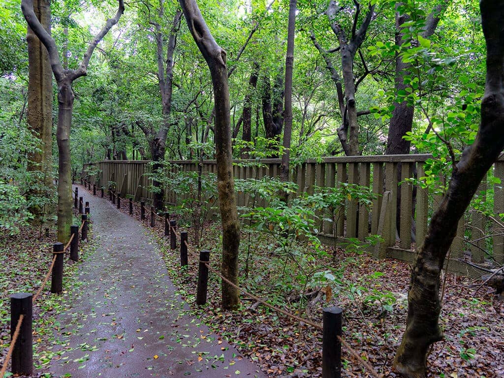 Peaceful Forest Paths