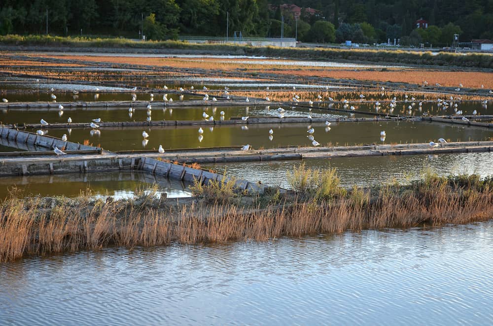 Birdwatching Hotspots