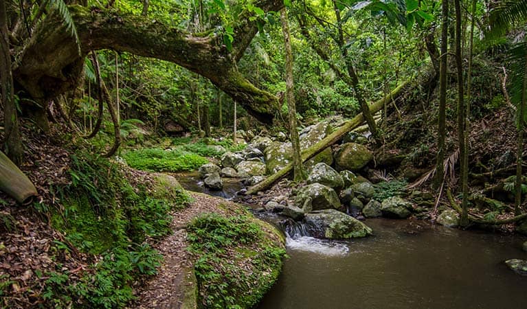 Border Ranges National Park