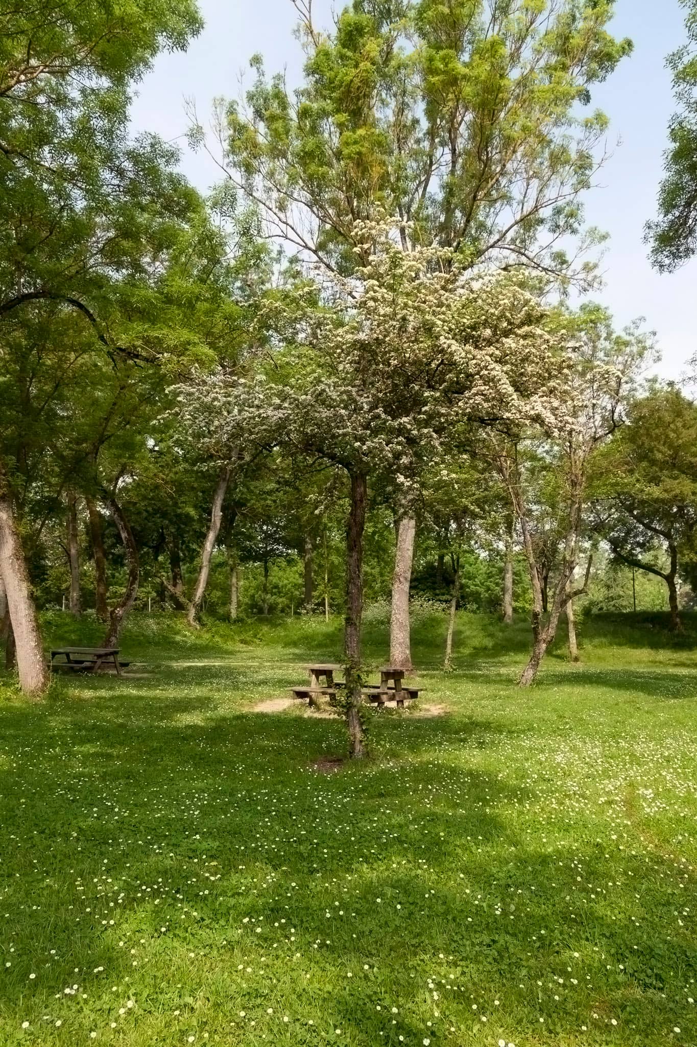 Shaded Walking Trails