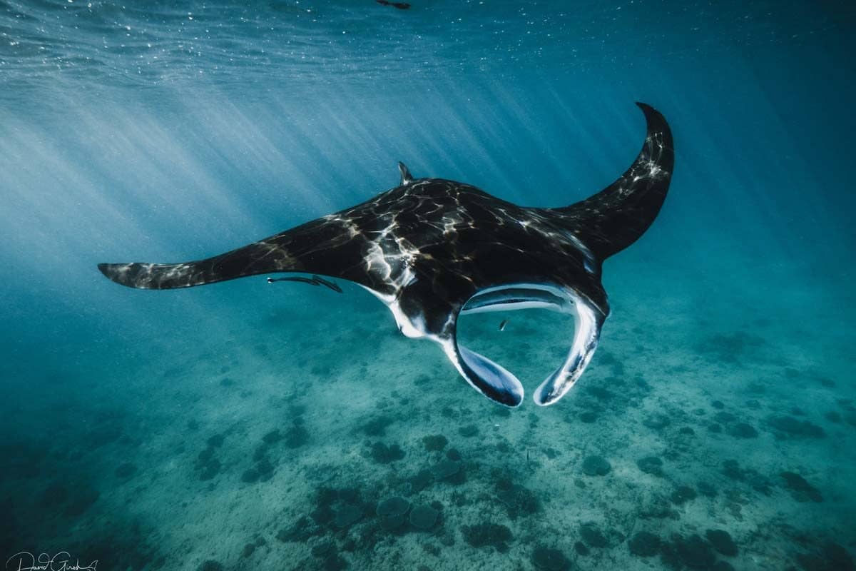 Manta Ray Encounters
