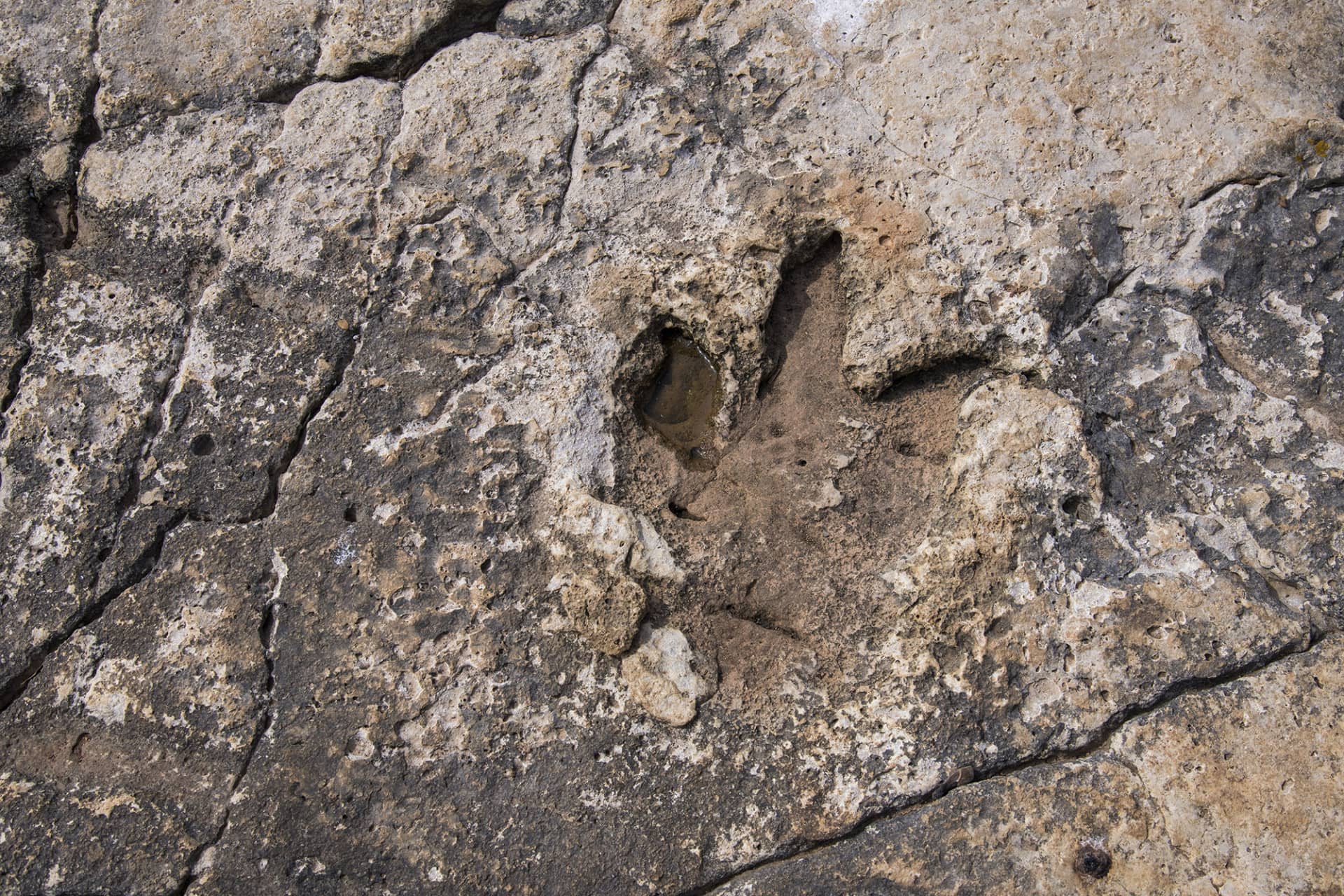 Dinosaur Footprints
