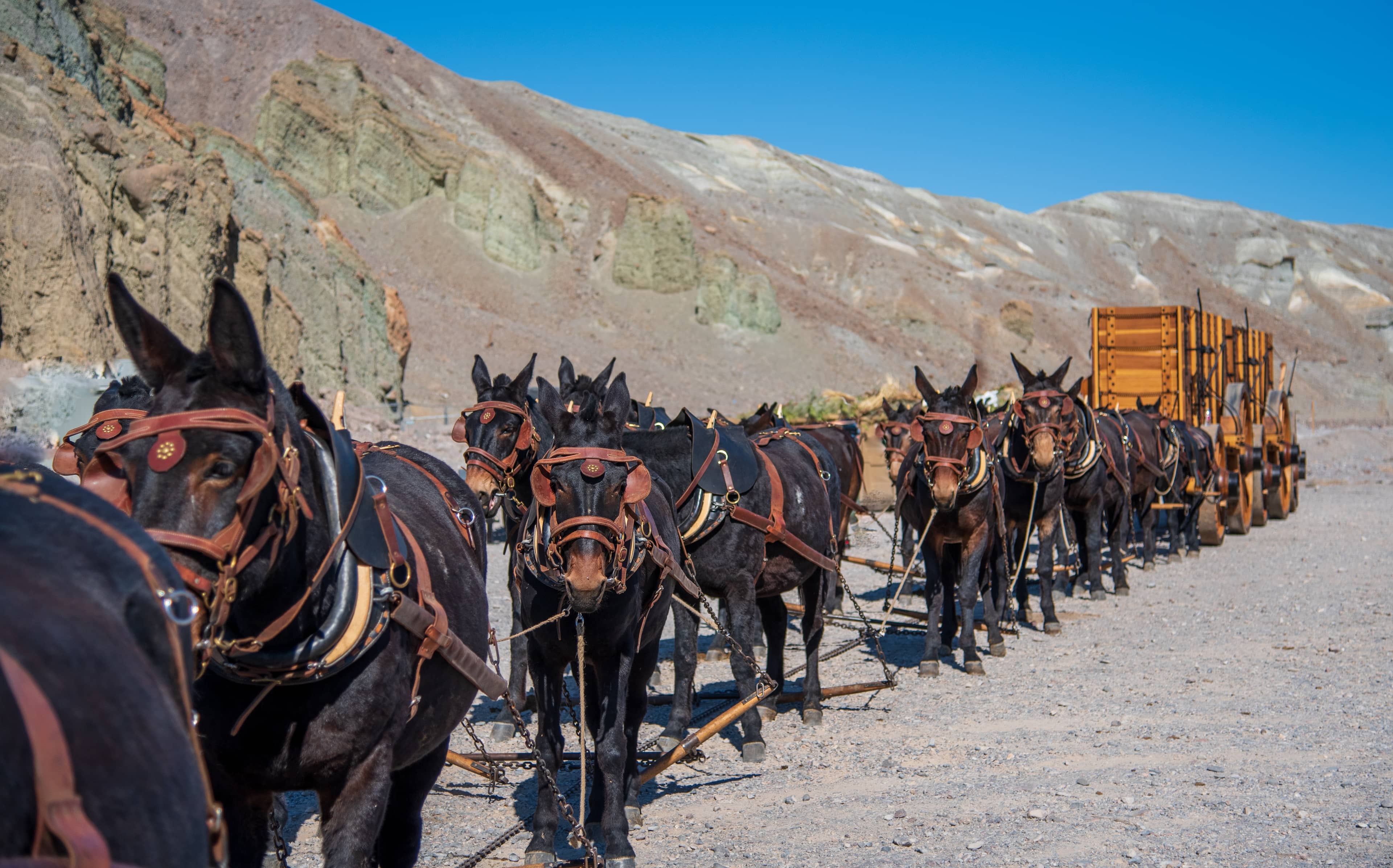 20-Mule Team Wagon Display