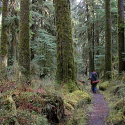 Hoh River Trail