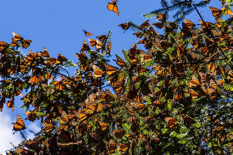 Butterfly Clusters