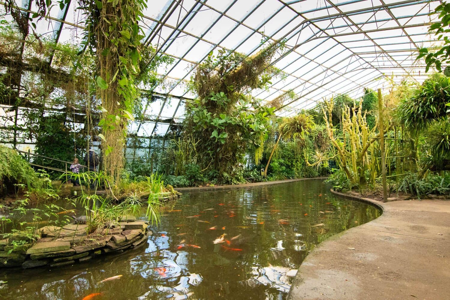 Koi Pond Wonders