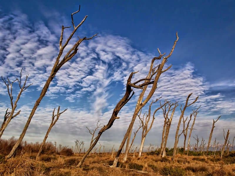 Foresta Pietrificata