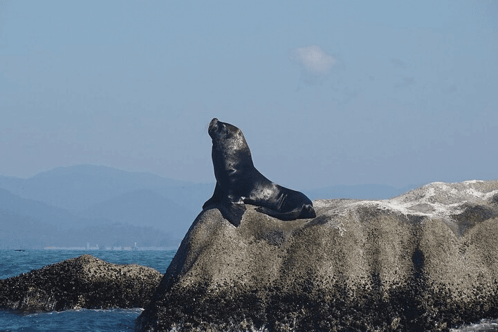 Wildlife Encounters
