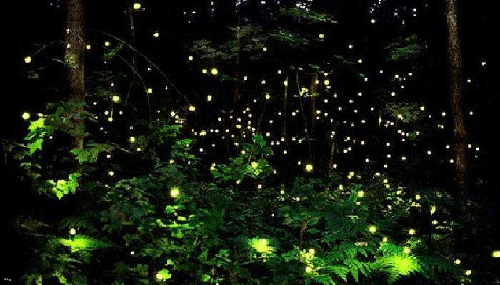 Firefly Watching Tours