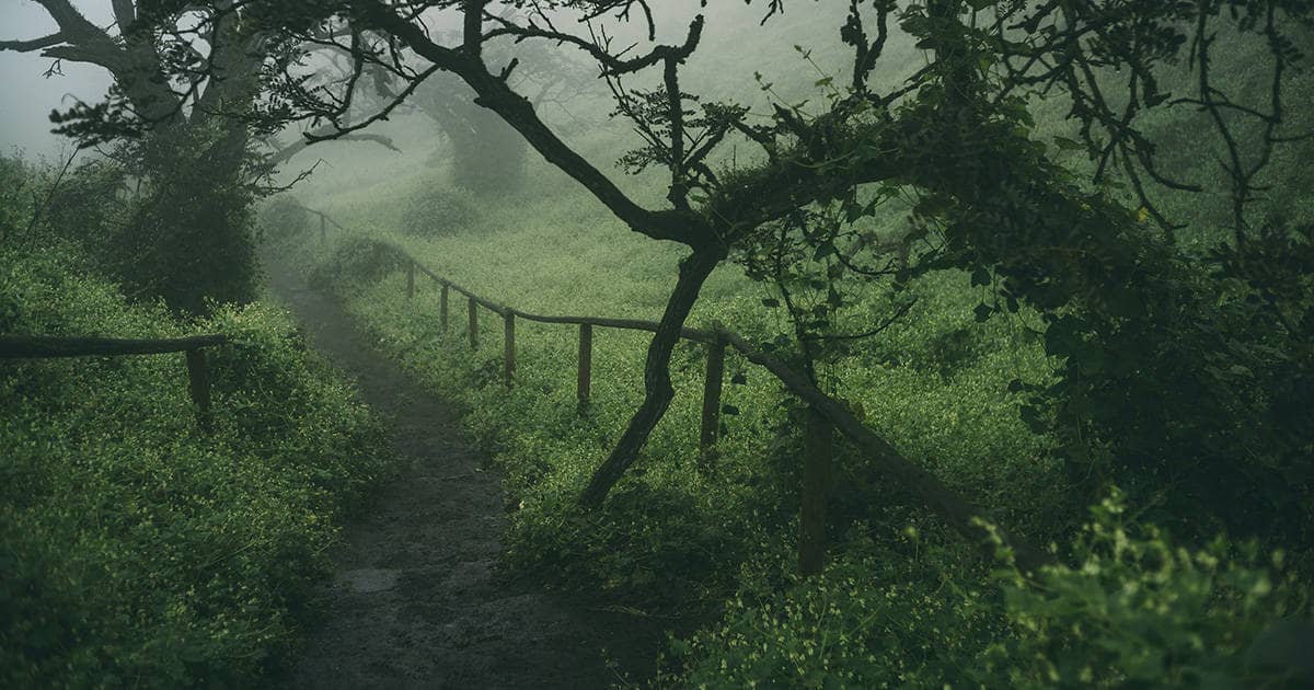 Foggy Atmosphere