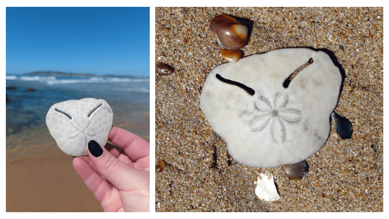 Pansy Shell Hunting
