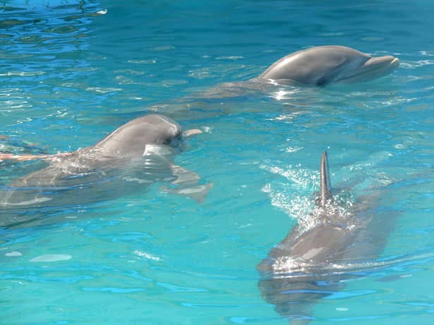 Dolphin Sightings