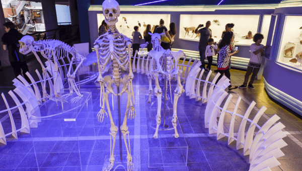 Fossil Displays