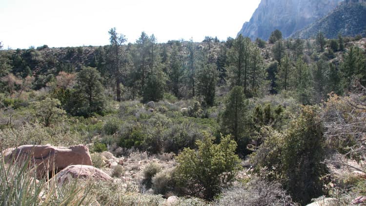 Fire Ecology Loop