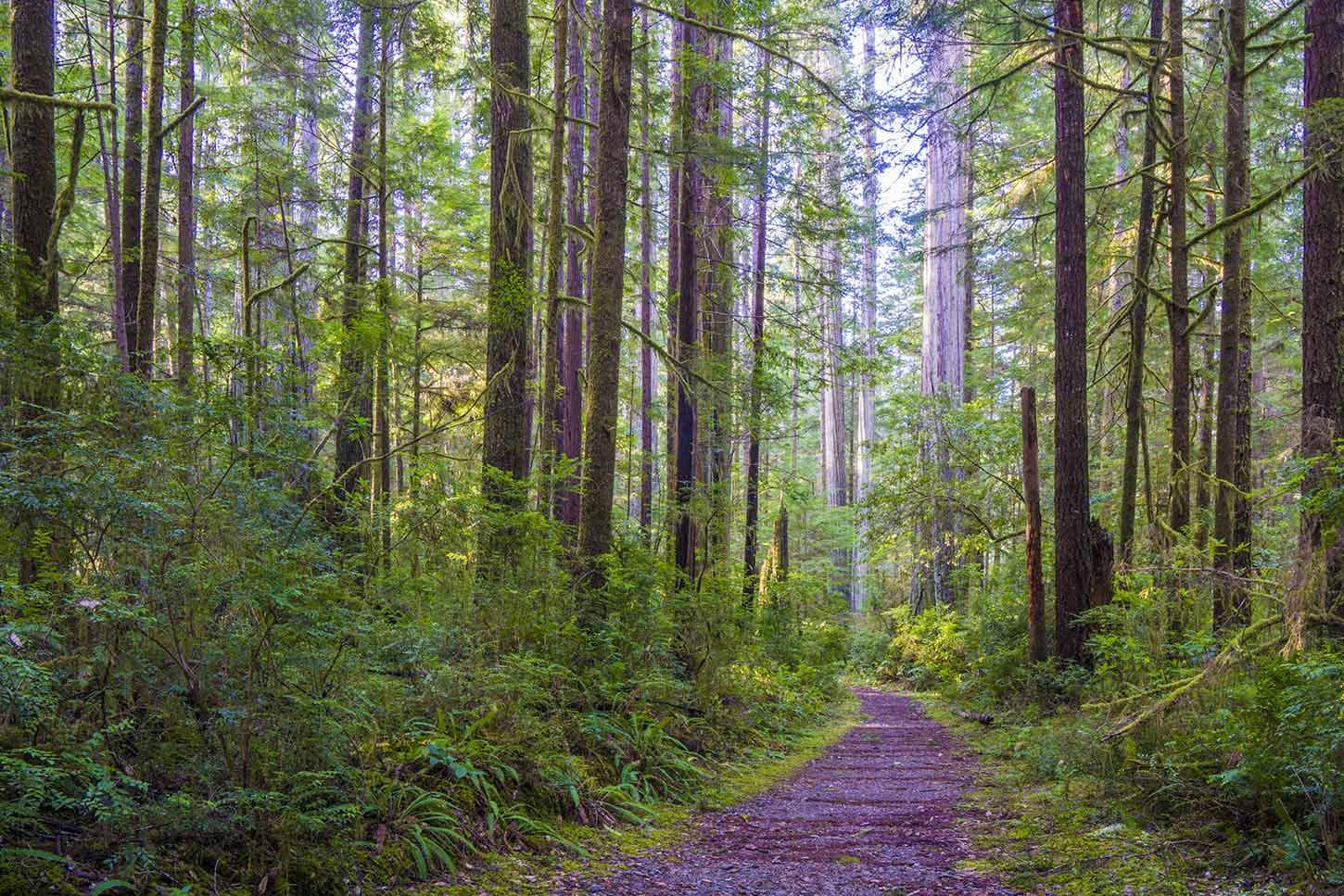Pine Forest Trail