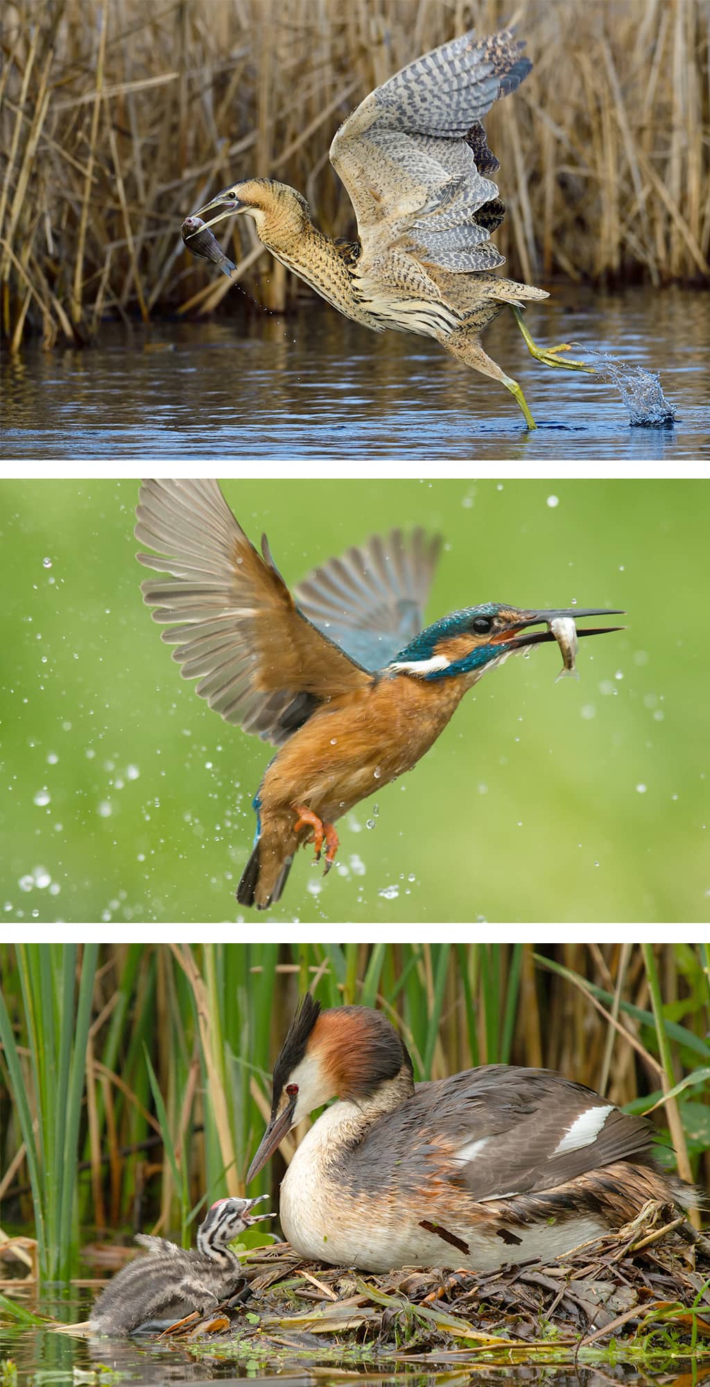 Norfolk Broads Wildlife