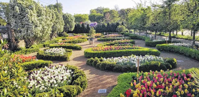 Spring Tulip Displays