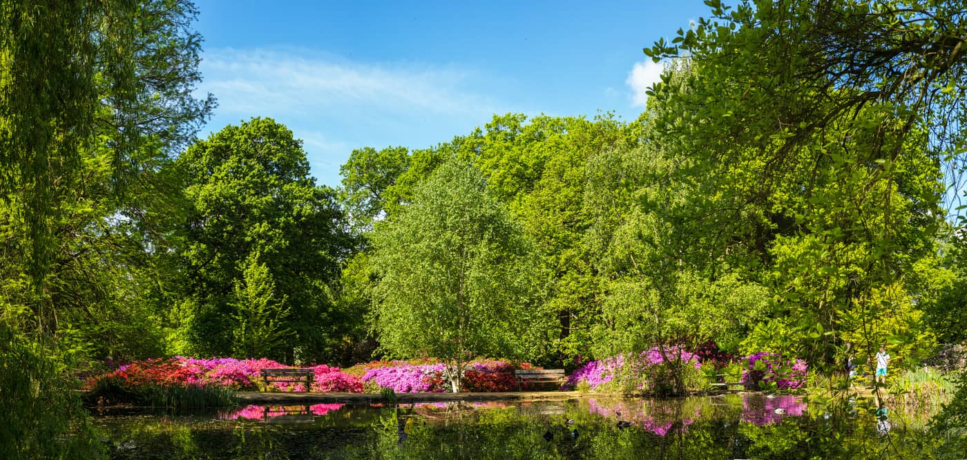 Isabella Plantation