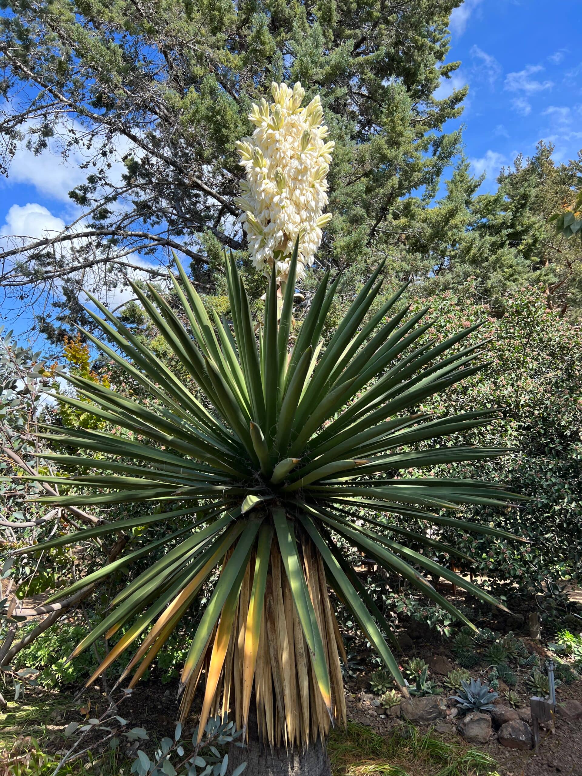 Yucca Carnerosana