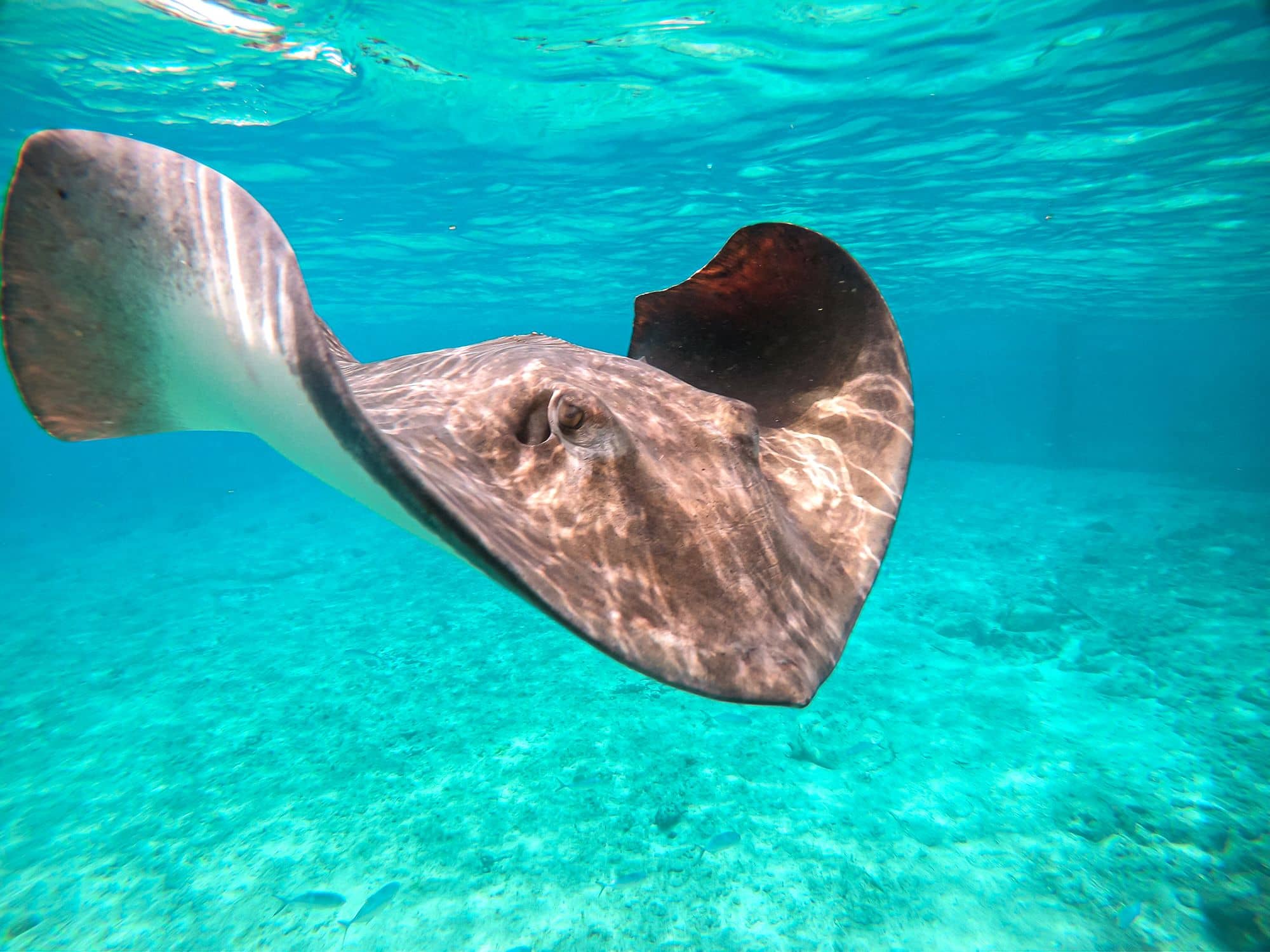 Stingray Encounter