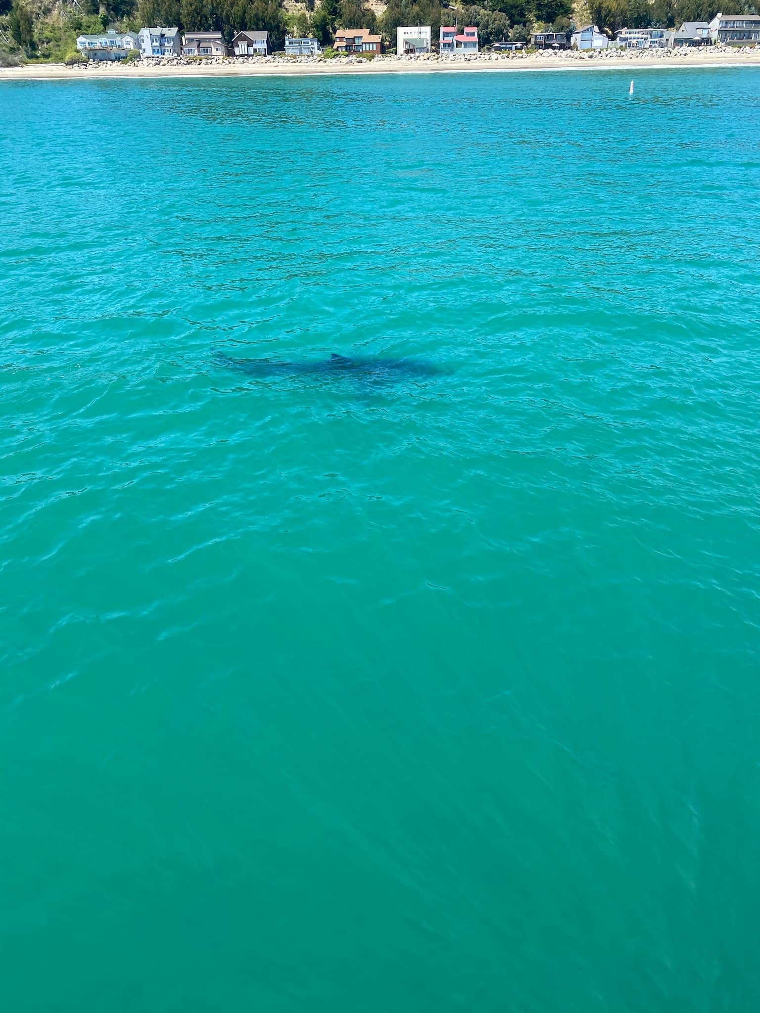 Shark Park