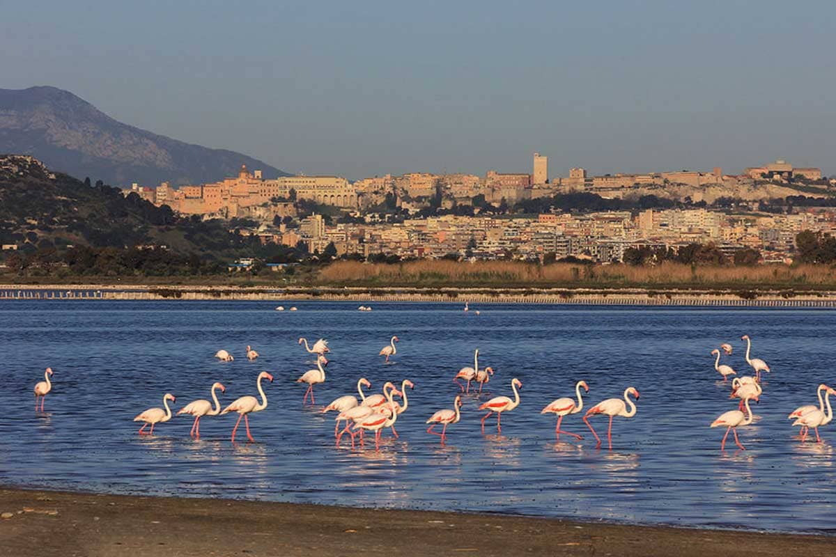 Salt Pans and Wetlands