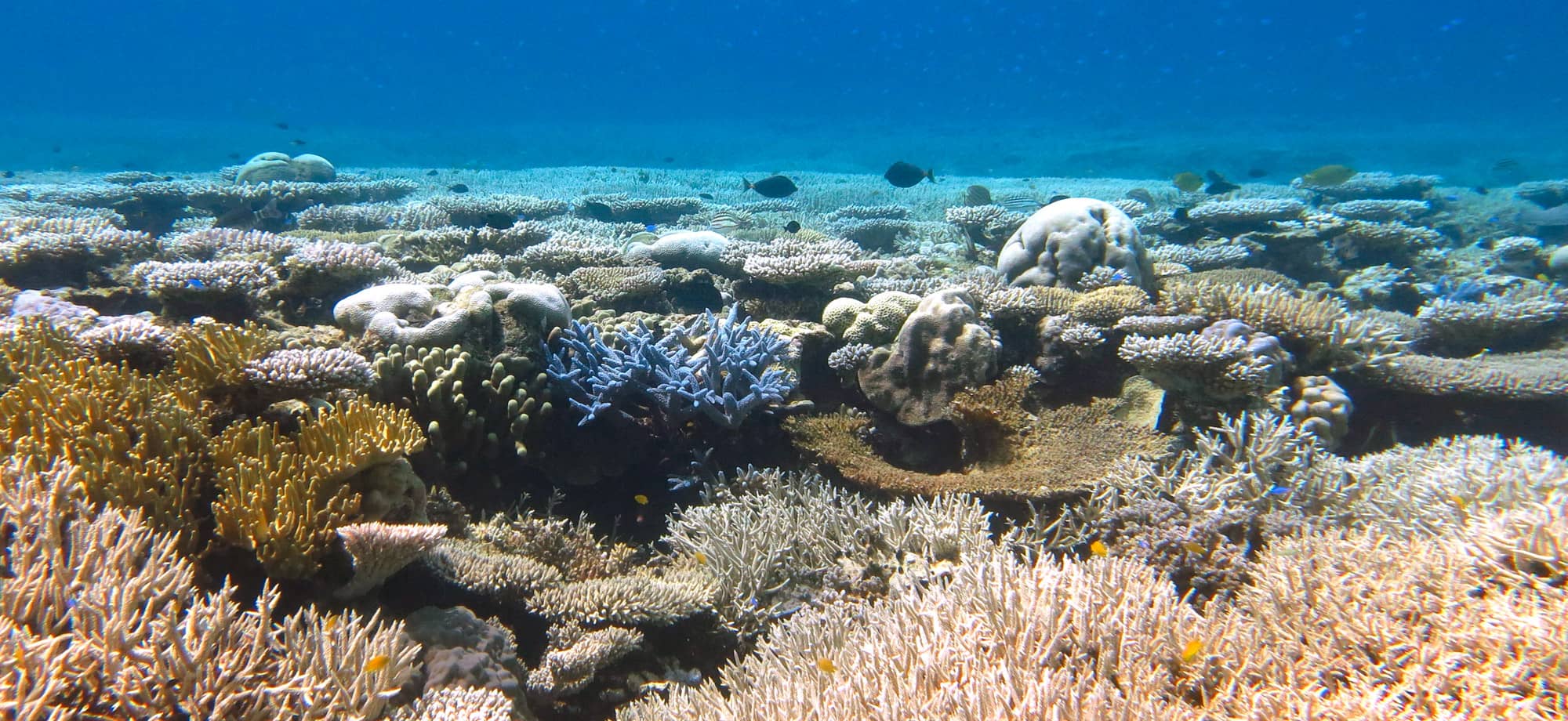 Ocean Biome