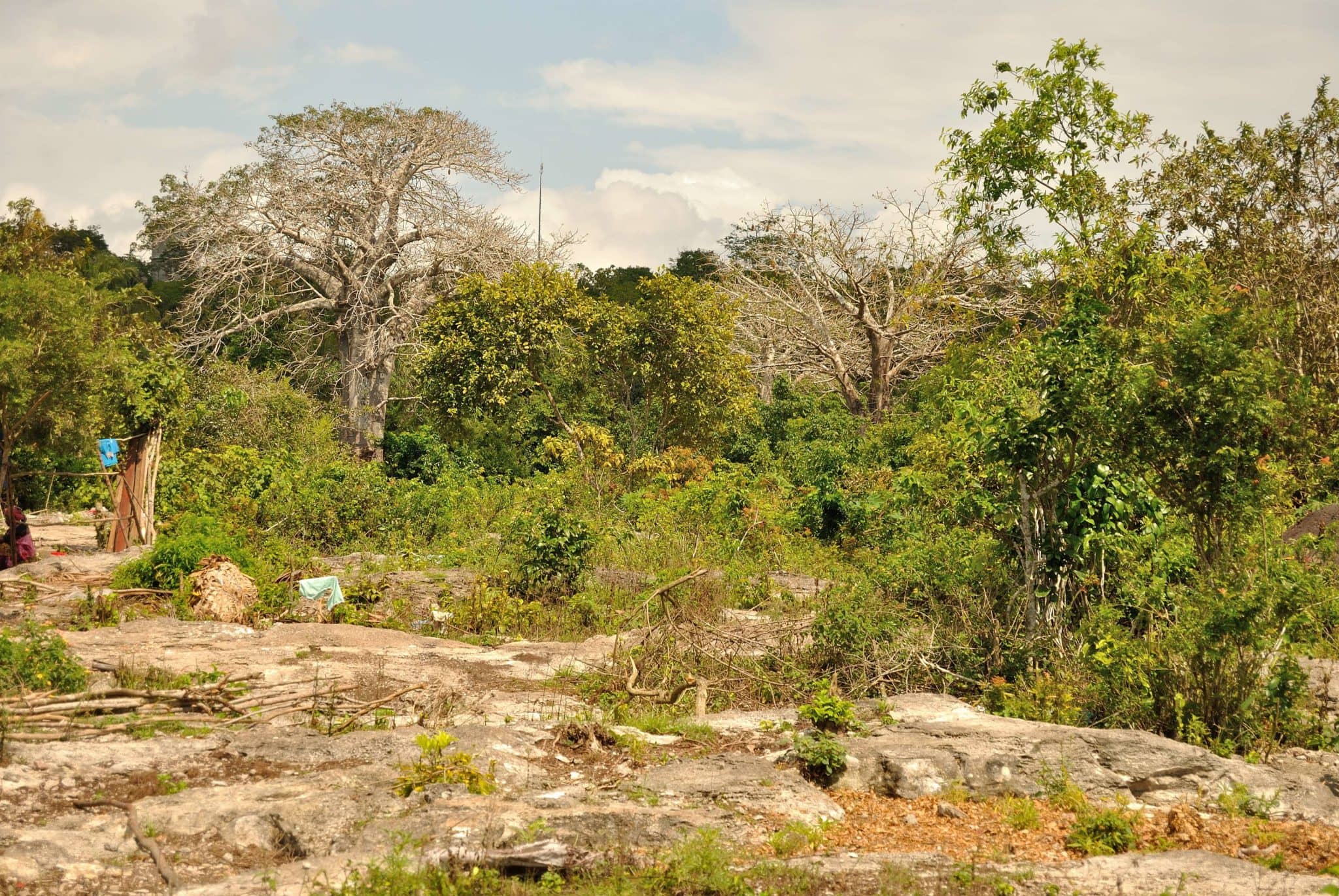 Coral Thicket Forests