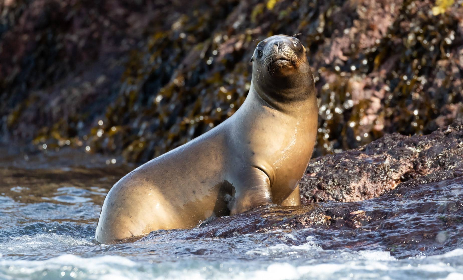 Sea Lion Encounters