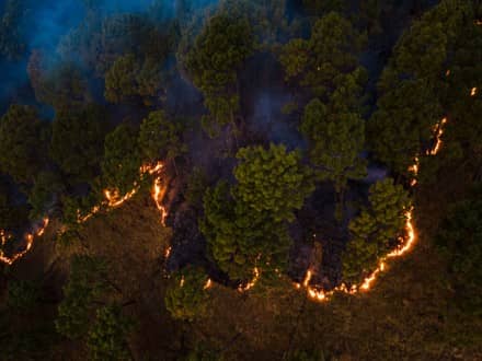 Panoramic Forest Views