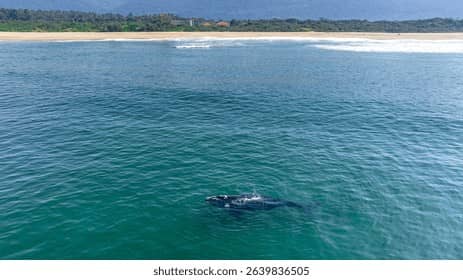 Whales in the Sea Viewpoint