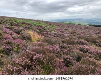 Heather in Bloom