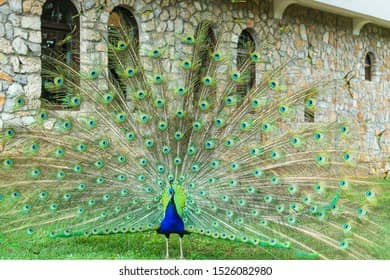 Peacocks
