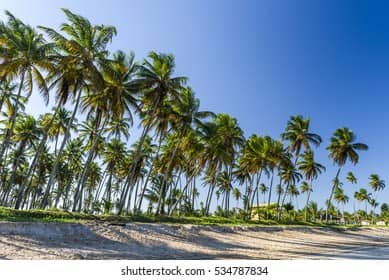 Pristine Sandy Shores