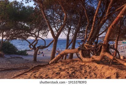 Shady Pine Forest