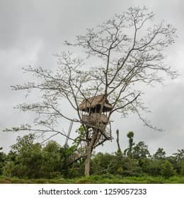 Bamboo Tree House Experience
