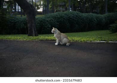 The Resident Cat Colony