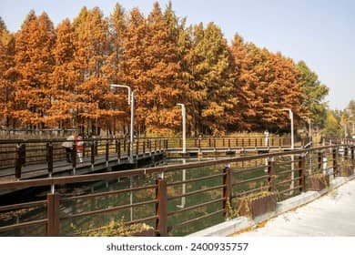Park Exploration Train