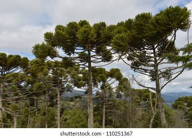 Brazilian Pine (Araucária)