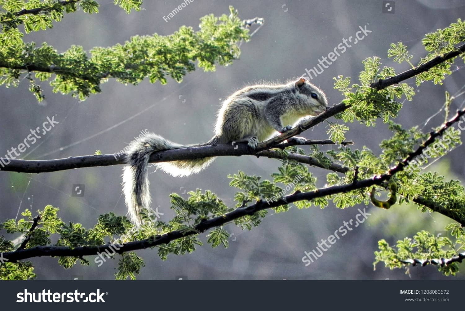 Wildlife Spotting Opportunities