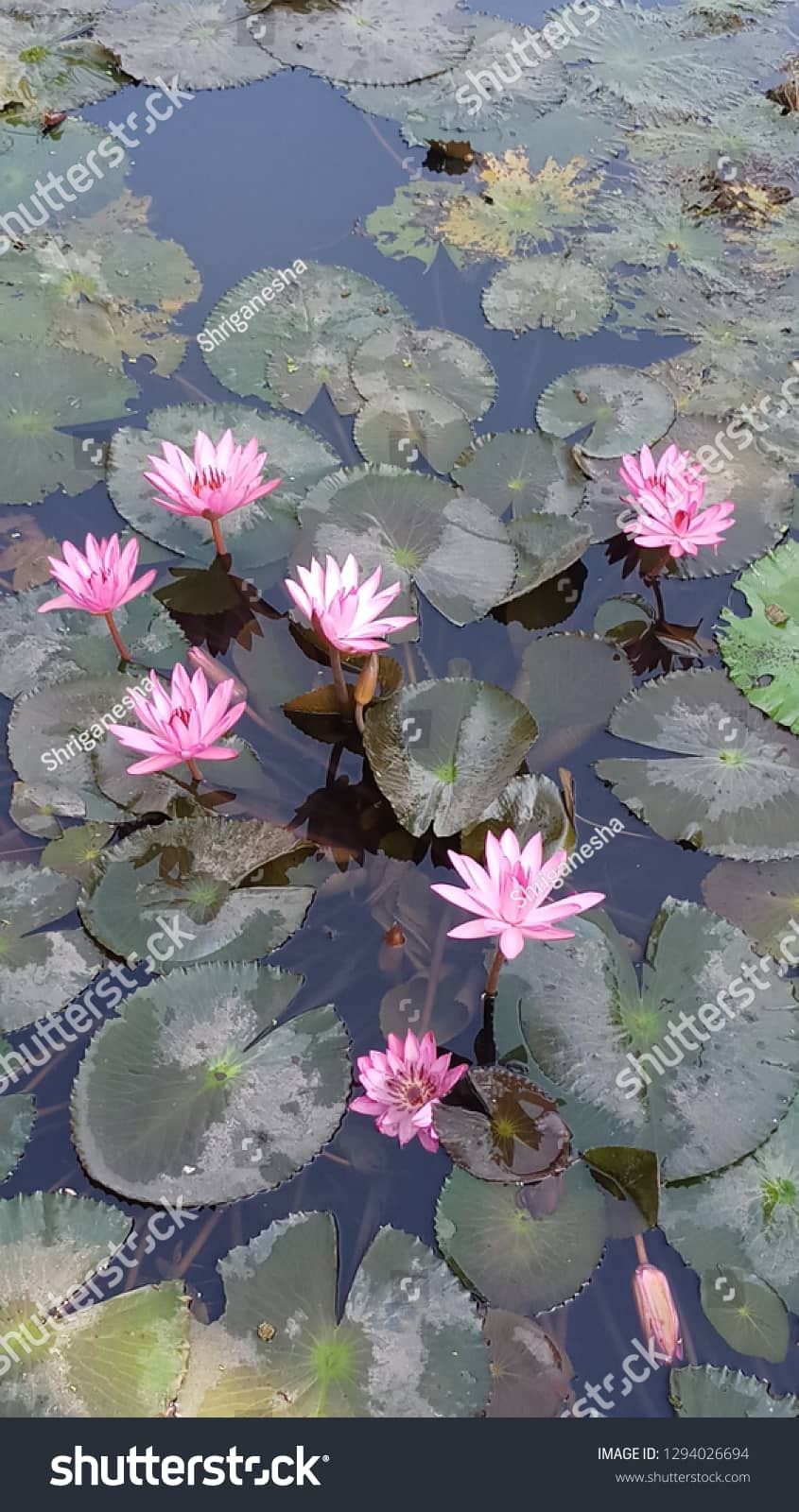 The Lotus Pond