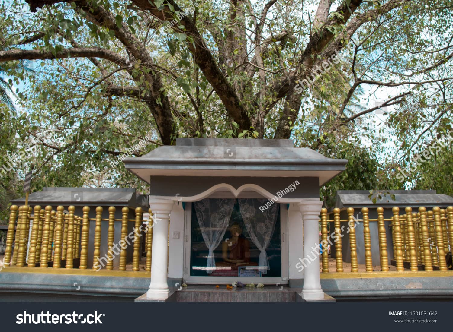 Ancient Bodhi Tree