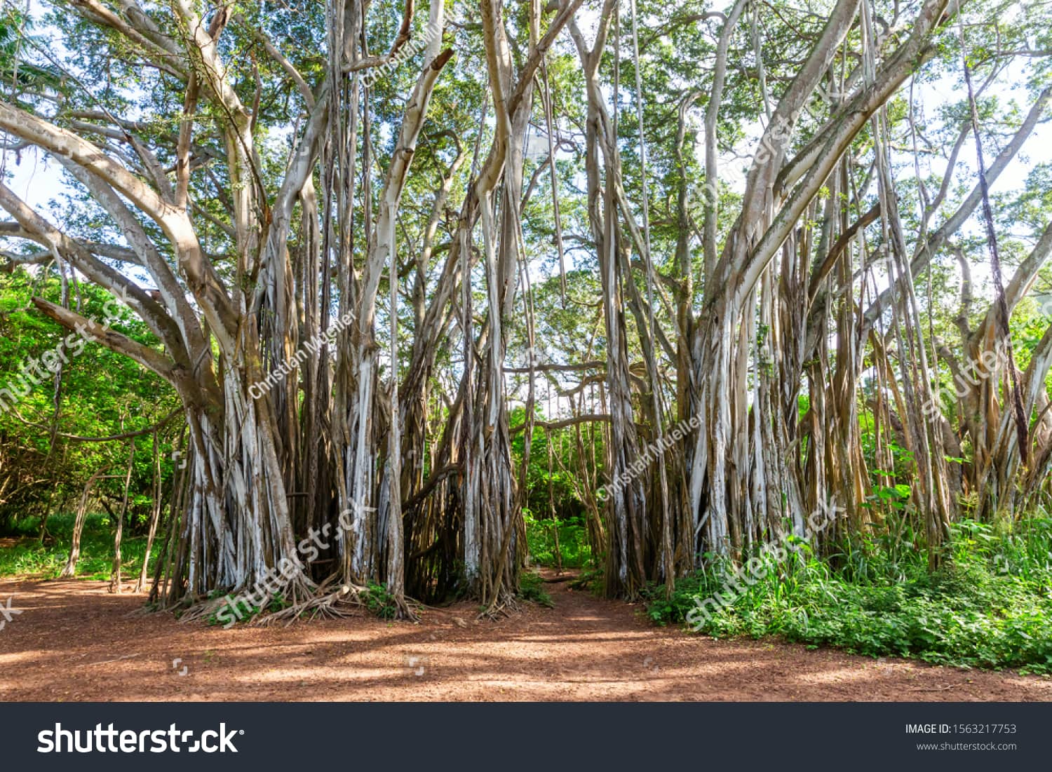 Iconic Banyan Tree