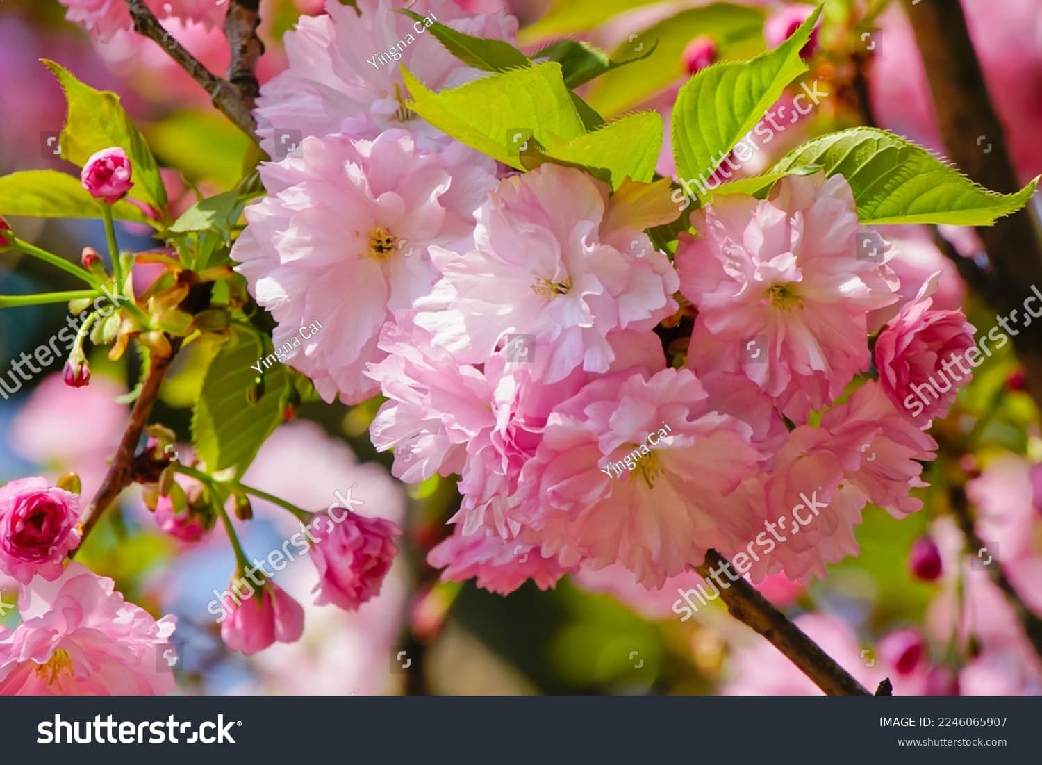 Sakura Blossom Spectacle