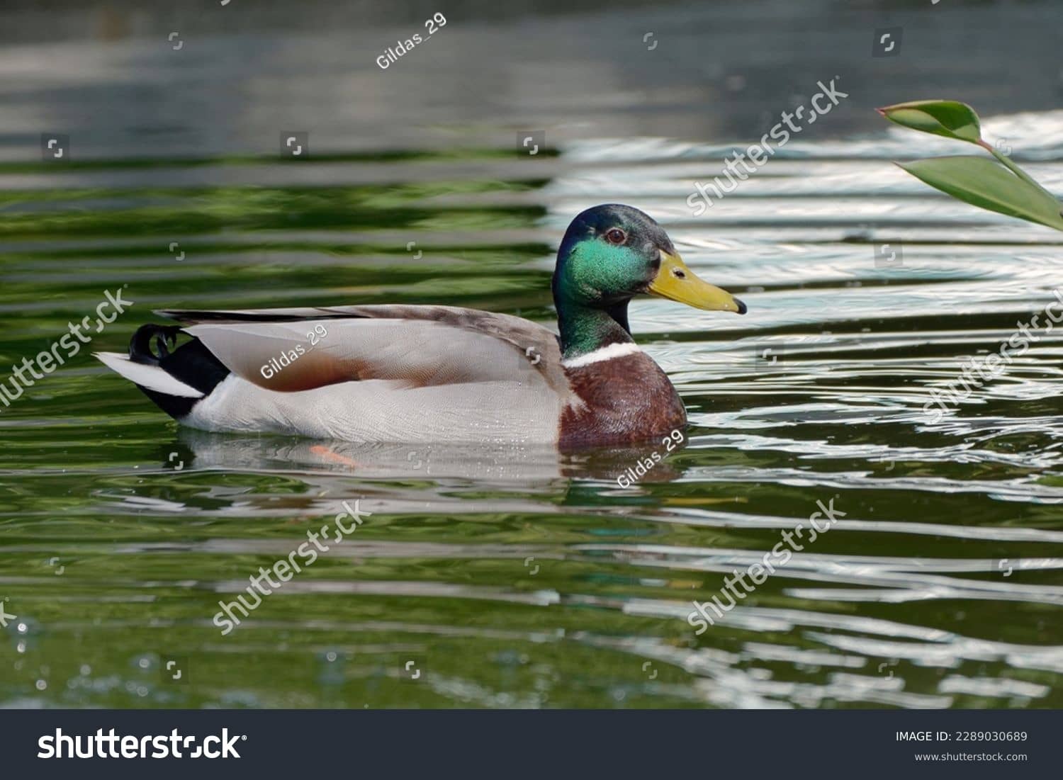 Duck Pond Serenity