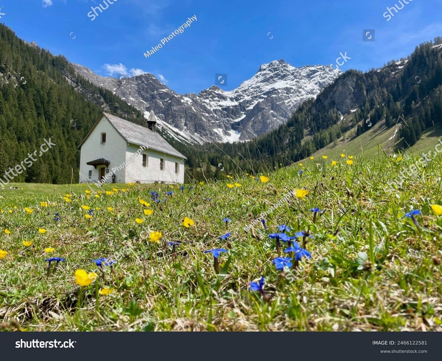 Wildflower Spectacle