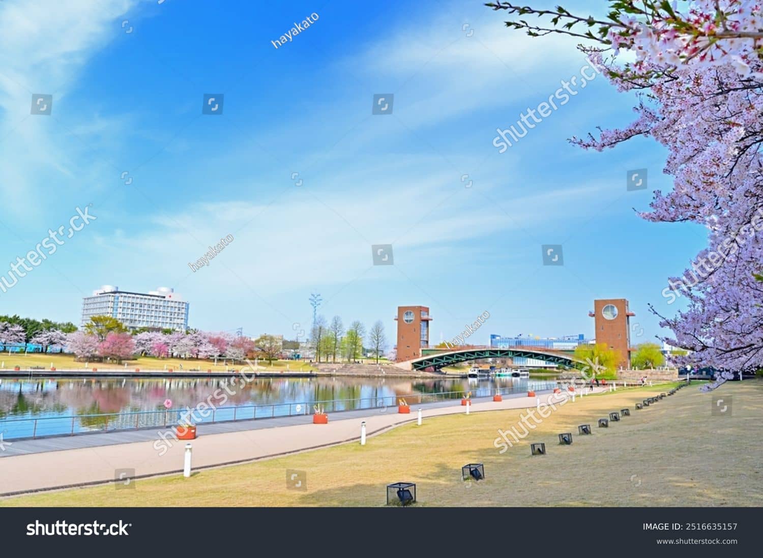 Cherry Blossoms