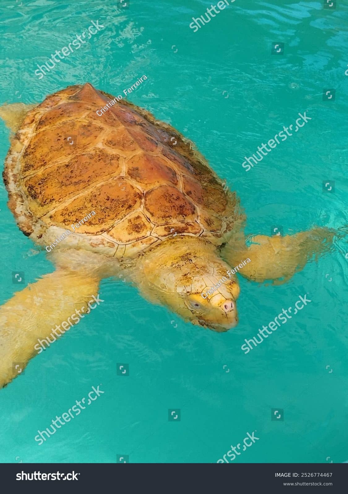 Oceanic Aquarium