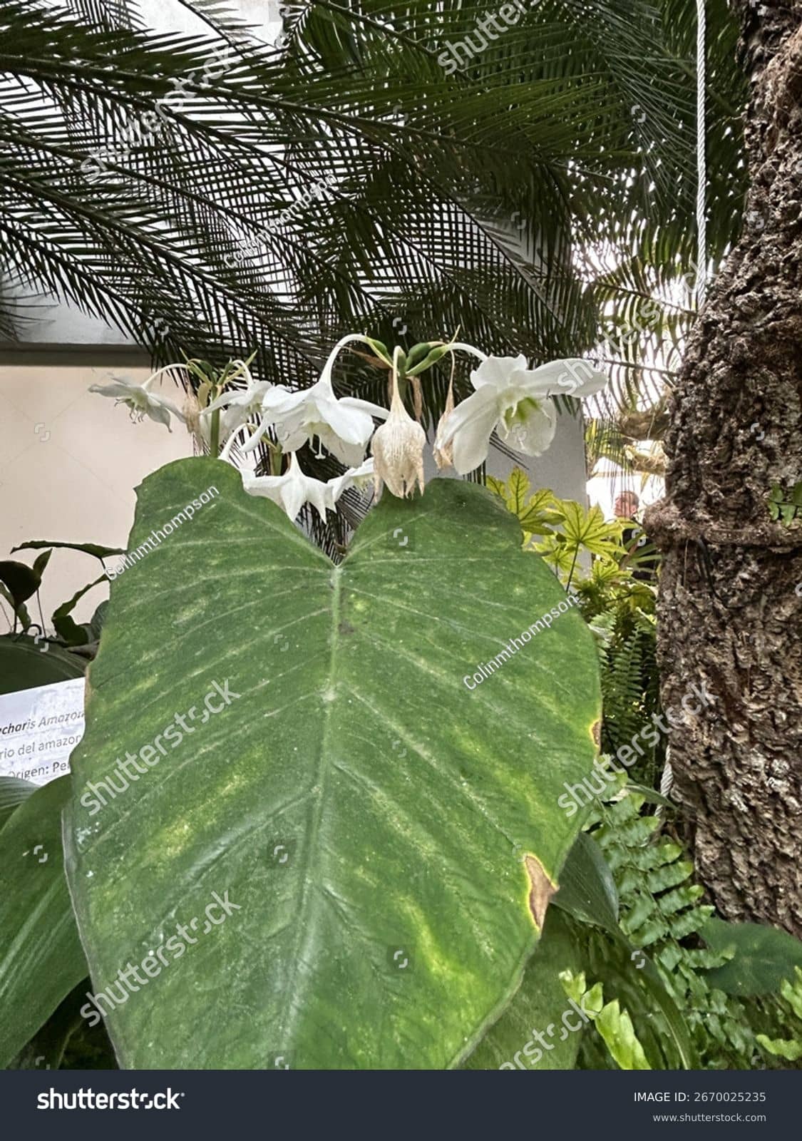 Tropical Plant Diversity