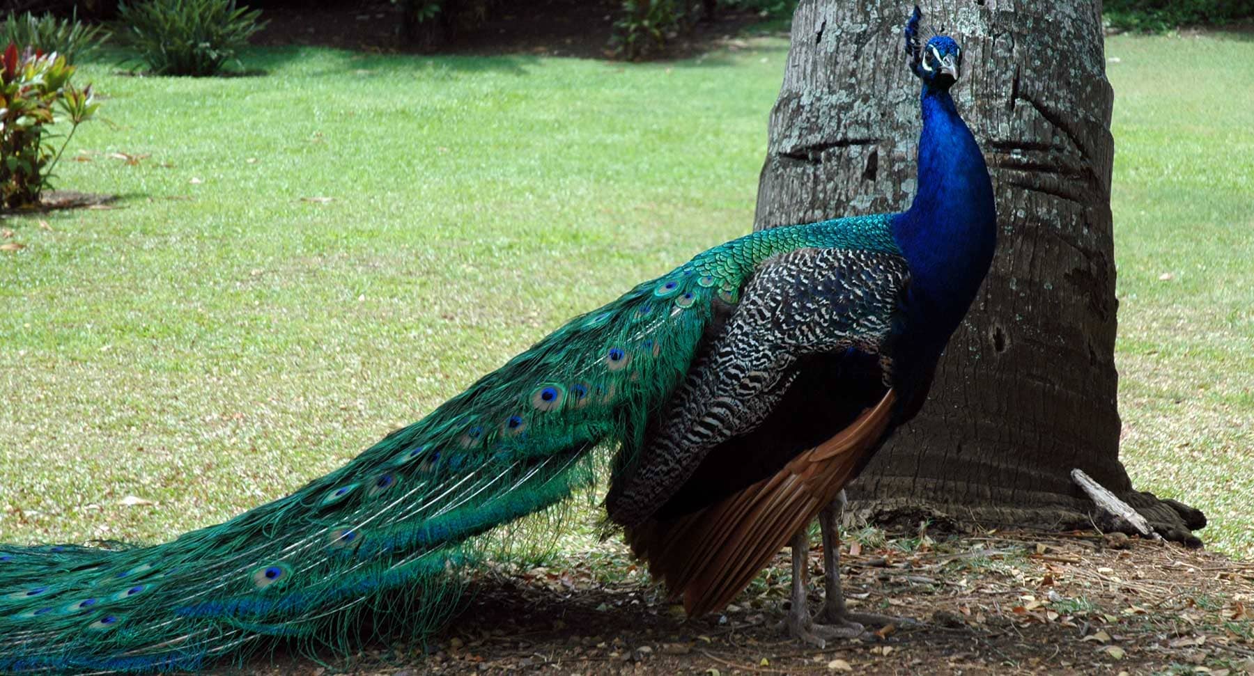 Friendly Native Birds